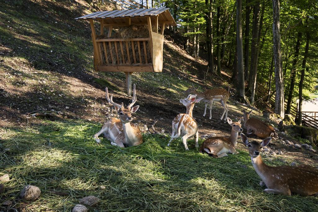 Slovenia Eco resort Stahovica Esterno foto